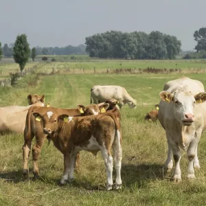 Herd of cows on a pasture, rural and peaceful atmosphere Herd of cows on a pasture, rural and peaceful atmosphere