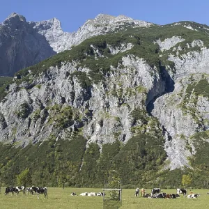 Herd of different breeds of cows