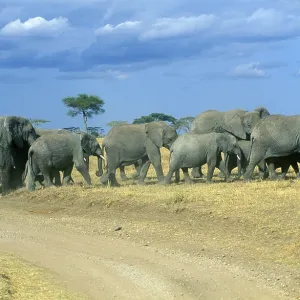 Herd of elephants (Loxodonta africana)