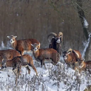 A herd of European mouflon (Ovis gmelini) in the last light of the winter sun A herd of European mouflon (Ovis gmelini) in the last light of the winter sun