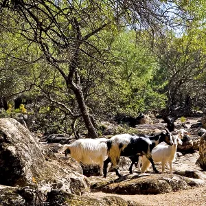 Herd of goats, Su Golgo plateau