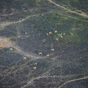 Herd of impalas (Aepyceros melampus)