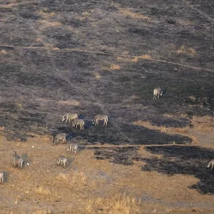 Herd of steppe zebras (Equus quagga) in dry savanna