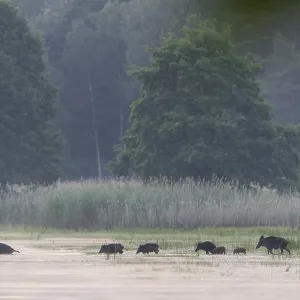 A herd of wild boar (Sus scrofa)