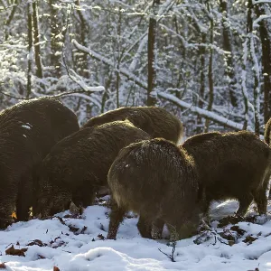 A herd of wild boar (Sus scrofa) searches for beechnuts under the snow between beech leaves