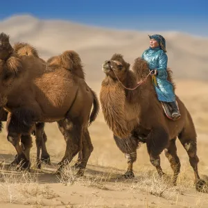 A herder woman riding a camel herd on grazing A herder woman riding a camel herd on grazing