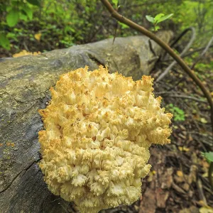 Hericium abietis, commonly known as Bear's Head or Western Coral Hedgehog Hericium abietis, commonly known as Bear's Head or Western Coral Hedgehog