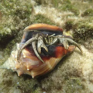 A hermit crab (Pagurus) looks out of its shell A hermit crab (Pagurus) looks out of its shell