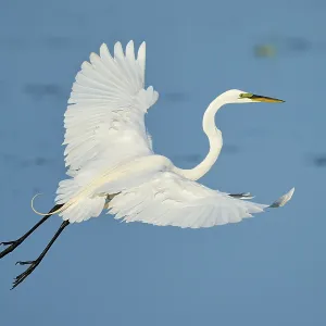Heron in elegant flight with upstretched wings against blue sky Heron in elegant flight with upstretched wings against blue sky