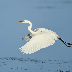A heron flies elegantly with outstretched wings over the water A heron flies elegantly with outstretched wings over the water