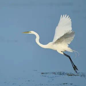 A heron flies gracefully over the water with its wings raised A heron flies gracefully over the water with its wings raised