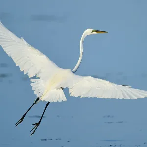 A heron flies with outstretched wings over the blue water A heron flies with outstretched wings over the blue water