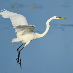 The heron flies with raised wings through a clear sky The heron flies with raised wings through a clear sky