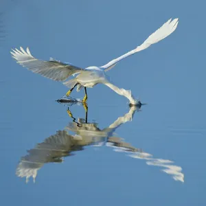 A heron gently touches the water with its beak in flight A heron gently touches the water with its beak in flight