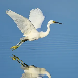 A heron hovering just above the water with outstretched wings A heron hovering just above the water with outstretched wings