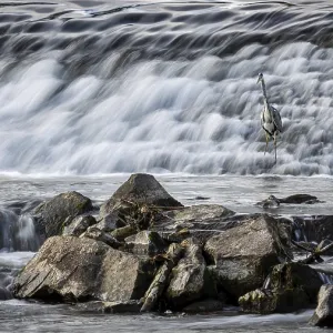Heron in front of a large waterfall with rocks in the foreground Heron in front of a large waterfall with rocks in the foreground