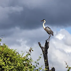 A heron perched majestically on a tree stump against a dramatic sky with clouds