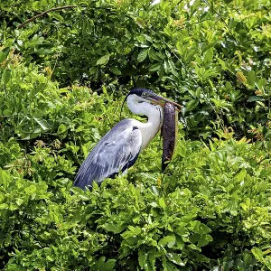 A heron sits quietly amidst dense green foliage