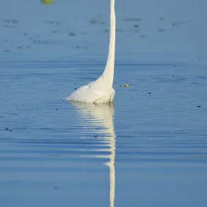 A heron stands in the calm blue water A heron stands in the calm blue water