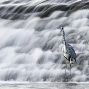 A heron stands at the foot of a rushing waterfall A heron stands at the foot of a rushing waterfall