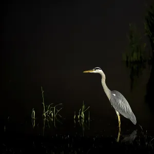 A heron stands in water at dark night