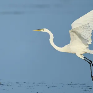 A heron takes off from the surface of the water with its wings spread wide A heron takes off from the surface of the water with its wings spread wide