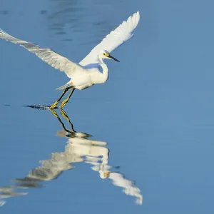 A heron touches the water with its claws during flight A heron touches the water with its claws during flight