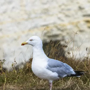 Herring Gull, Sea Gull, Gulls on Dorset cliff