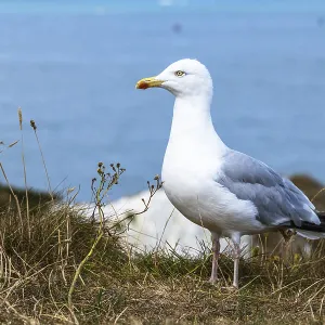 Herring Gull, Sea Gull, Gulls on Dorset cliff
