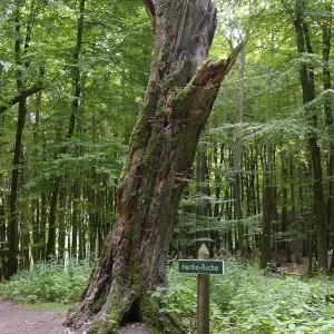 Hertha-Buche, an old beech tree
