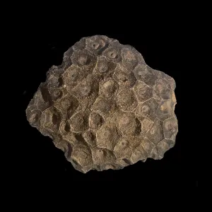 Hexagonaria hexagona, fossil coral