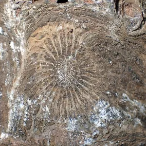 Hexagonaria hexagona, fossil coral