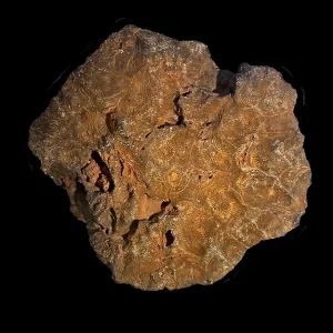 Hexagonaria hexagona, fossil coral