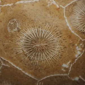 Hexagonaria hexagona, polished
