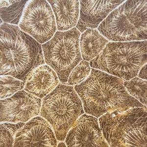 Hexagonaria hexagona, polished
