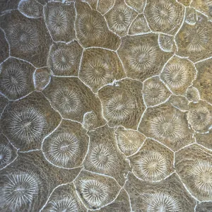 Hexagonaria hexagona, polished