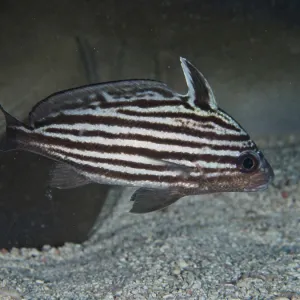 High-hat (Pareques acuminatus)