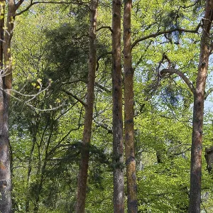 High pine trees in lush spring forest