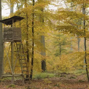 High seat in the autumnal deciduous forest High seat in the autumnal deciduous forest