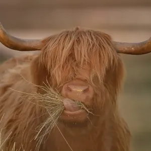 Highland cattle (Bos taurus) adult animal eating grass Highland cattle (Bos taurus) adult animal eating grass