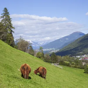 Highland cattle graze on pasture in the background Karwendel and Patscherkofel Highland cattle graze on pasture in the background Karwendel and Patscherkofel