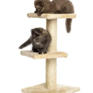 Highland Fold Kittens Playing on Cat Tree Print Highland Fold Kittens Playing on Cat Tree Print