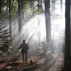 Hiker, rays penetrating the morning mist in Boisgrand Forest Hiker, rays penetrating the morning mist in Boisgrand Forest