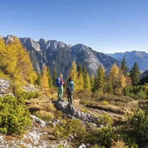 Two hikers in the landscape, larch forest in autumn Two hikers in the landscape, larch forest in autumn