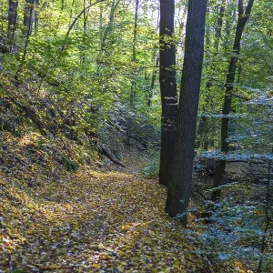 Autumn Forest Hiking Trail Print, Dresden, Germany Autumn Forest Hiking Trail Print, Dresden, Germany