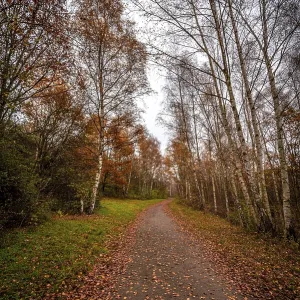 Hiking trail in birch forest with brown leaves on the path under overcast sky in autumn