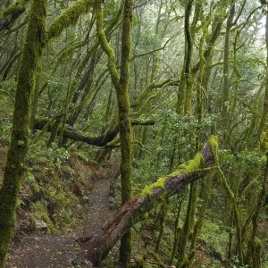 Hiking trail in the cloud forest Hiking trail in the cloud forest