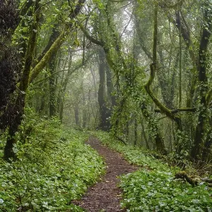 Hiking trail in the cloud forest Hiking trail in the cloud forest