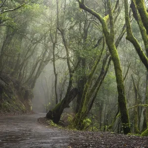 Hiking trail in the cloud forest Hiking trail in the cloud forest