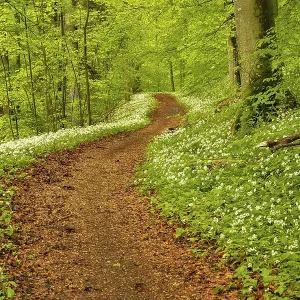 Hiking trail through Common beeches forest (Fagus sylvatica)
